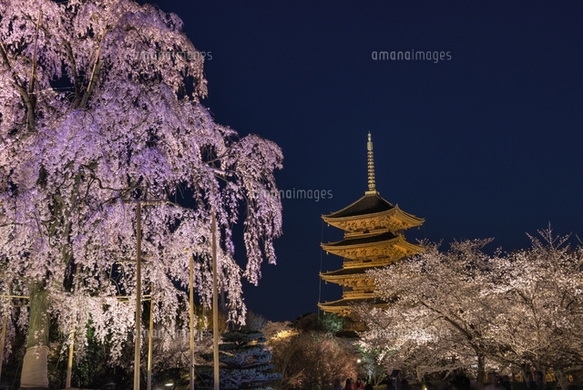 サクラ咲く東寺五重塔
(c)YOSHITSUGU NISHIGAKI/SEBUN PHOTO