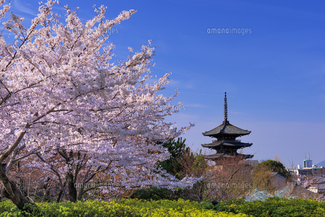 サクラと八坂の塔
(c)YOSHITSUGU NISHIGAKI/SEBUN PHOTO