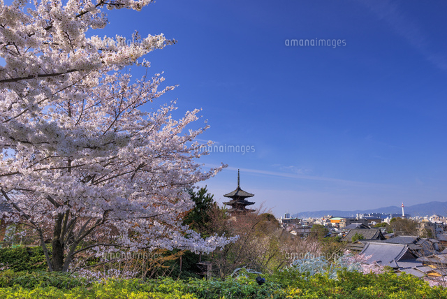 サクラと八坂の塔
(c)YOSHITSUGU NISHIGAKI/SEBUN PHOTO