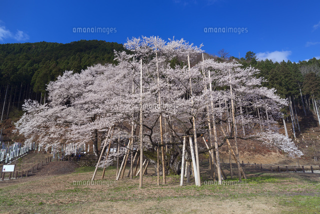 根尾谷薄墨桜
(c)YOSHITSUGU NISHIGAKI/SEBUN PHOTO