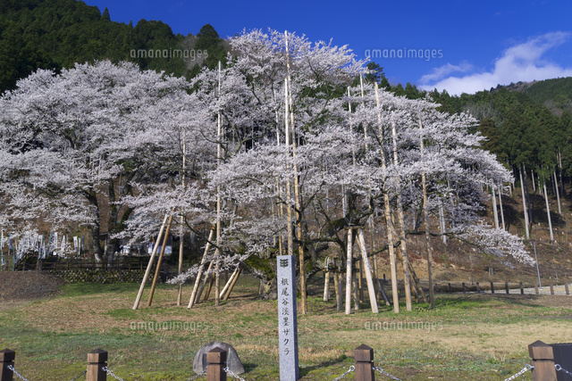 根尾谷薄墨桜
(c)YOSHITSUGU NISHIGAKI/SEBUN PHOTO