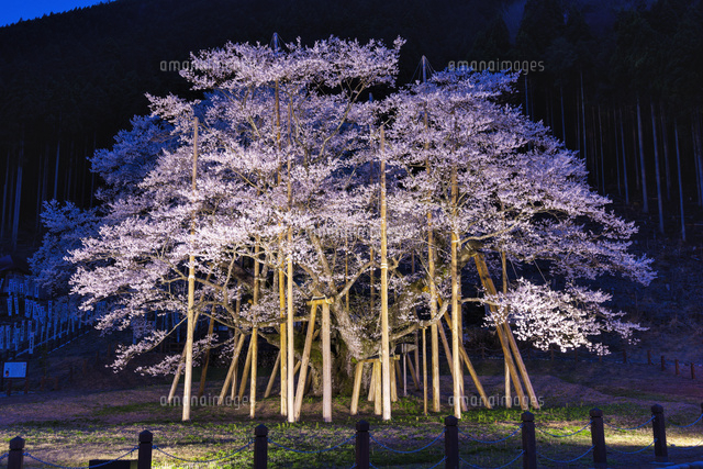 根尾谷薄墨桜
(c)YOSHITSUGU NISHIGAKI/SEBUN PHOTO