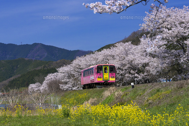 サクラと電車
(c)YOSHITSUGU NISHIGAKI/SEBUN PHOTO