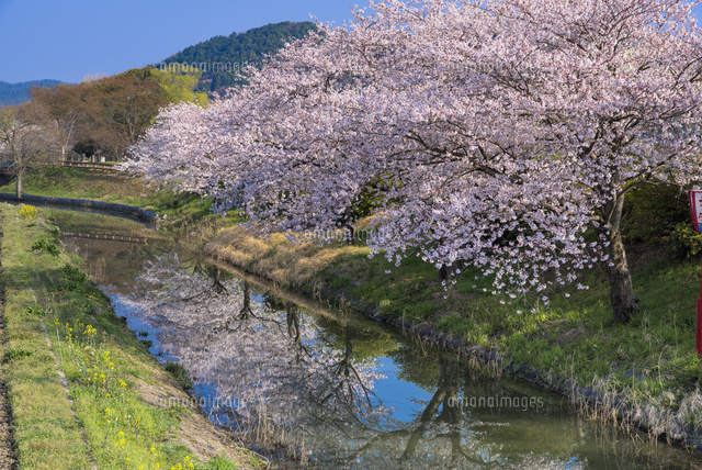 サクラと水郷めぐり
(c)YOSHITSUGU NISHIGAKI/SEBUN PHOTO