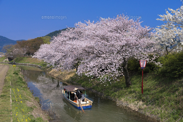 サクラと水郷めぐり
(c)YOSHITSUGU NISHIGAKI/SEBUN PHOTO