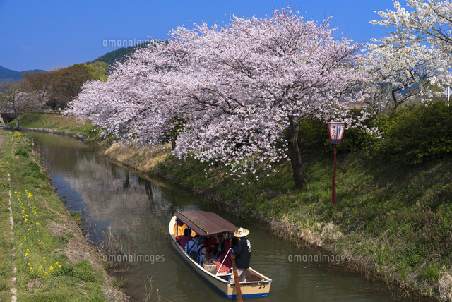 サクラと水郷めぐり
(c)YOSHITSUGU NISHIGAKI/SEBUN PHOTO