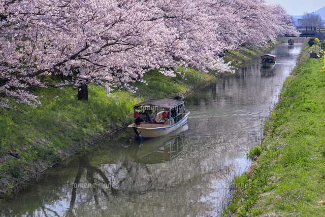 サクラと水郷めぐり
(c)YOSHITSUGU NISHIGAKI/SEBUN PHOTO