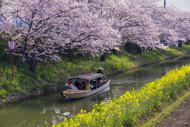 サクラと水郷めぐり
(c)YOSHITSUGU NISHIGAKI/SEBUN PHOTO