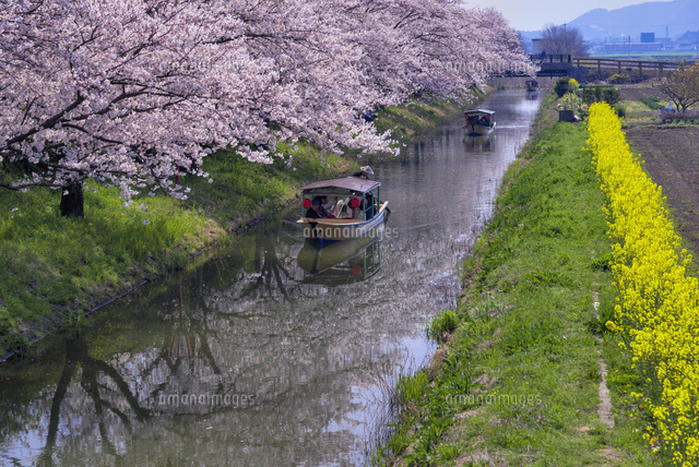 サクラと水郷めぐり
(c)YOSHITSUGU NISHIGAKI/SEBUN PHOTO