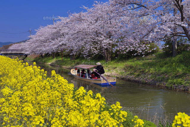 サクラと水郷めぐり
(c)YOSHITSUGU NISHIGAKI/SEBUN PHOTO