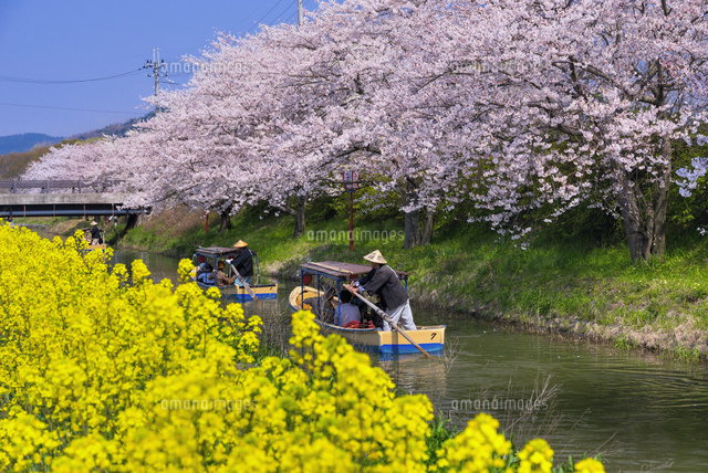 サクラと水郷めぐり
(c)YOSHITSUGU NISHIGAKI/SEBUN PHOTO