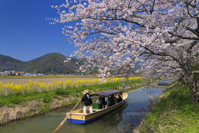 サクラと水郷めぐり
(c)YOSHITSUGU NISHIGAKI/SEBUN PHOTO