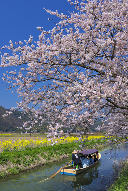 サクラと水郷めぐり
(c)YOSHITSUGU NISHIGAKI/SEBUN PHOTO