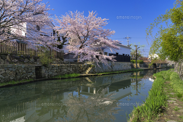 サクラ咲く八幡堀
(c)YOSHITSUGU NISHIGAKI/SEBUN PHOTO