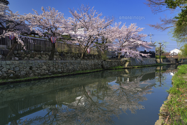 サクラ咲く八幡堀
(c)YOSHITSUGU NISHIGAKI/SEBUN PHOTO