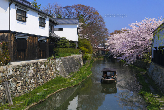 サクラ咲く八幡堀
(c)YOSHITSUGU NISHIGAKI/SEBUN PHOTO