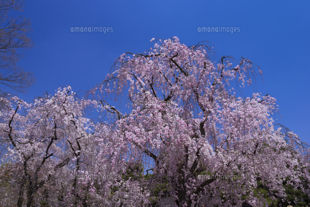 二条城のシダレザクラ
(c)YOSHITSUGU NISHIGAKI/SEBUN PHOTO