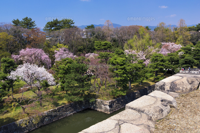 サクラ咲く二条城
(c)YOSHITSUGU NISHIGAKI/SEBUN PHOTO