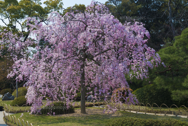 サクラ咲く城南宮
(c)YOSHITSUGU NISHIGAKI/SEBUN PHOTO