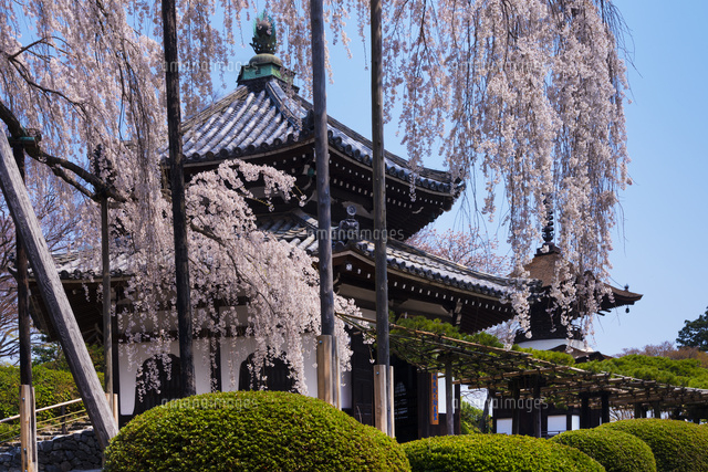 サクラ咲く善峰寺
(c)YOSHITSUGU NISHIGAKI/SEBUN PHOTO