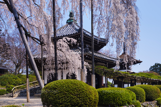 サクラ咲く善峰寺
(c)YOSHITSUGU NISHIGAKI/SEBUN PHOTO