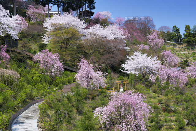 サクラ咲く善峰寺
(c)YOSHITSUGU NISHIGAKI/SEBUN PHOTO