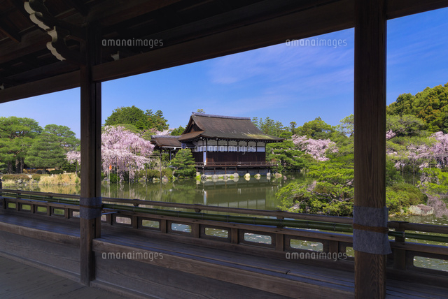 シダレサクラ咲く平安神宮神苑
(c)YOSHITSUGU NISHIGAKI/SEBUN PHOTO