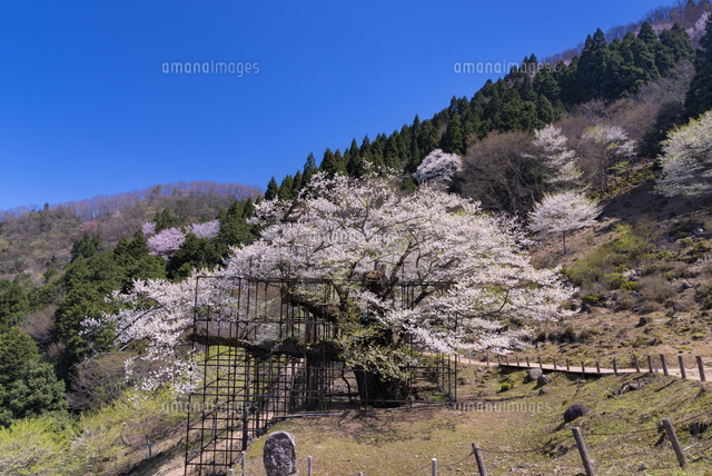 樽見の大桜
(c)YOSHITSUGU NISHIGAKI/SEBUN PHOTO