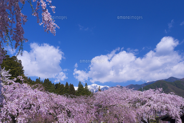 サクラ咲く光前寺
(c)YOSHITSUGU NISHIGAKI/SEBUN PHOTO