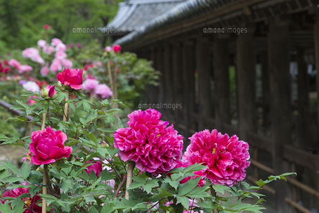ボタン咲く長谷寺
(c)YOSHITSUGU NISHIGAKI/SEBUN PHOTO