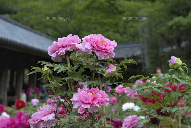 ボタン咲く長谷寺
(c)YOSHITSUGU NISHIGAKI/SEBUN PHOTO