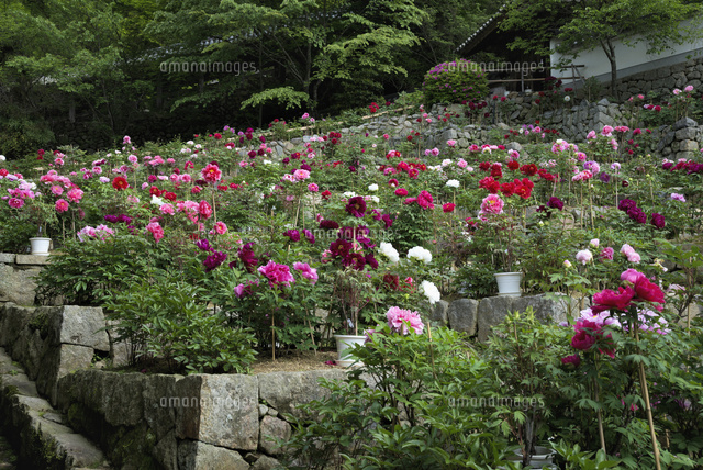 ボタン咲く長谷寺
(c)YOSHITSUGU NISHIGAKI/SEBUN PHOTO