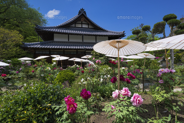 ボタン咲く当麻寺
(c)YOSHITSUGU NISHIGAKI/SEBUN PHOTO