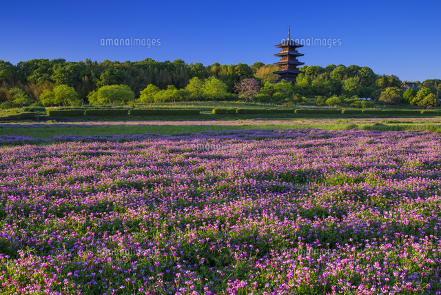 レンゲ畑と備中国分寺の夕景
(c)YOSHITSUGU NISHIGAKI/SEBUN PHOTO