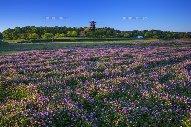 レンゲ畑と備中国分寺の夕景
(c)YOSHITSUGU NISHIGAKI/SEBUN PHOTO
