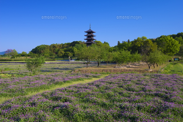 朝のレンゲ畑と備中国分寺
(c)YOSHITSUGU NISHIGAKI/SEBUN PHOTO