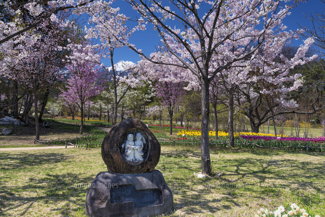 サクラ咲く国営アルプスあづみの公園と北アルプス
(c)YOSHITSUGU NISHIGAKI/SEBUN PHOTO