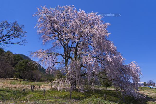 国営アルプスあづみの公園のしだれ桜
(c)YOSHITSUGU NISHIGAKI/SEBUN PHOTO