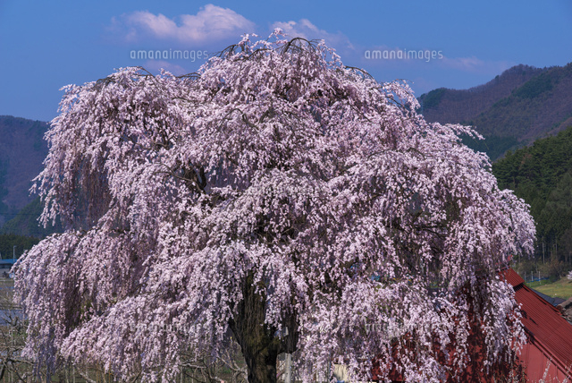 中塩のしだれ桜
(c)YOSHITSUGU NISHIGAKI/SEBUN PHOTO