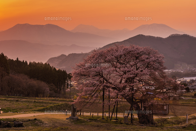 黒部のエドヒガンと夕景
(c)YOSHITSUGU NISHIGAKI/SEBUN PHOTO