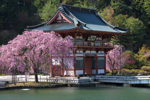 サクラ咲く勝尾寺の山門
(c)YOSHITSUGU NISHIGAKI/SEBUN PHOTO