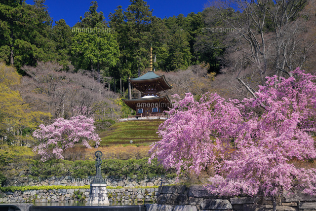 サクラ咲く勝尾寺と多宝塔
(c)YOSHITSUGU NISHIGAKI/SEBUN PHOTO