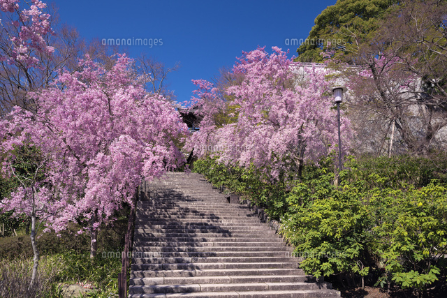 サクラ咲く勝尾寺
(c)YOSHITSUGU NISHIGAKI/SEBUN PHOTO