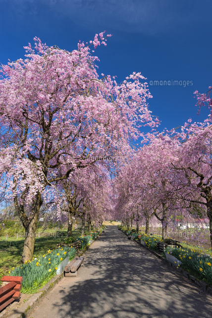京都府立緑化センターのシダレザクラ
(c)YOSHITSUGU NISHIGAKI/SEBUN PHOTO