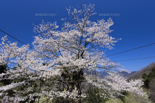 樽見の大桜
(c)YOSHITSUGU NISHIGAKI/SEBUN PHOTO
