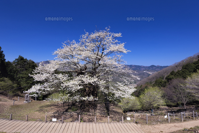 樽見の大桜
(c)YOSHITSUGU NISHIGAKI/SEBUN PHOTO