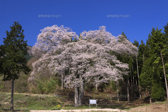 森湯谷のエドヒガン
(c)YOSHITSUGU NISHIGAKI/SEBUN PHOTO