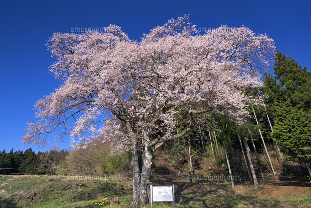 森湯谷のエドヒガン
(c)YOSHITSUGU NISHIGAKI/SEBUN PHOTO