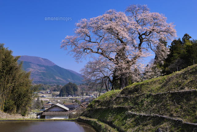 小奴可の要害桜
(c)YOSHITSUGU NISHIGAKI/SEBUN PHOTO