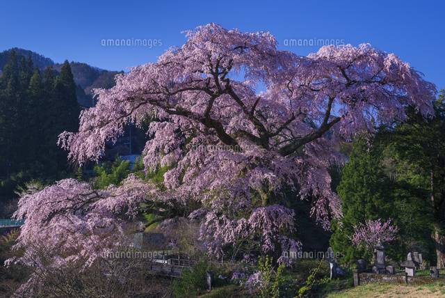 黒船桜
(c)YOSHITSUGU NISHIGAKI/SEBUN PHOTO